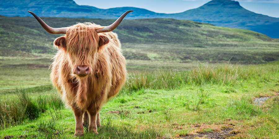 HIghland cow