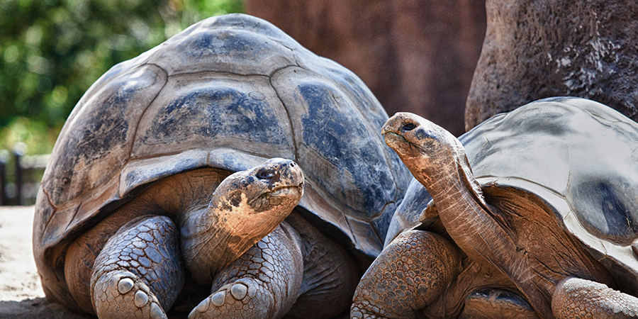 Galapagos Island Cruise